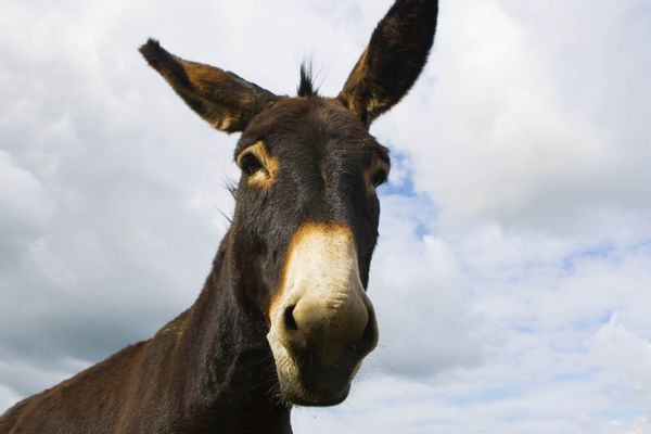 Are more people killed by donkeys every year than in airplane crashes?