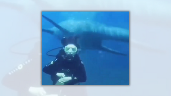 A scuba diver appears to be swimming next to a dinosaur.