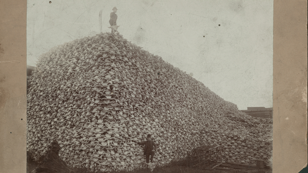 A person stands on top of a hill of bison skulls. Another person stands at the bottom of the image.